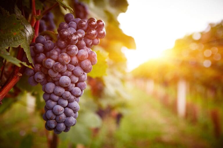Authentication of Wine with 1064 Raman